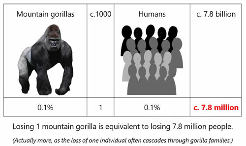 Figures showing how losing one gorilla is equivalent to losing 7.8 million humans